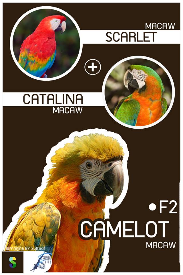 Carlet Macaw + Catalina Macaw = Camelot Macaw (F2)