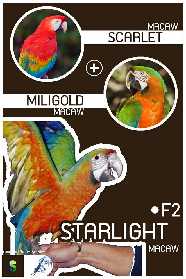 Scarlet Macaw + Miligold Macaw = Starlight Macaw (F2)