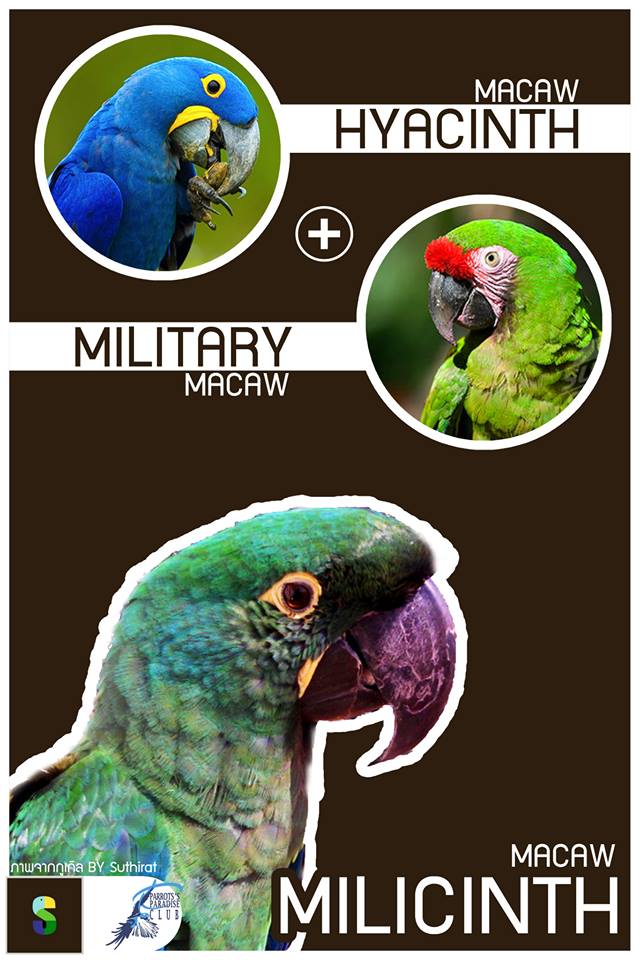 Hyacinth Macaw + Military Macaw = Milicinth Macaw