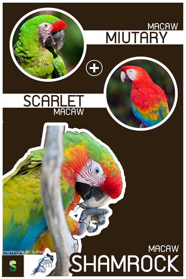 Miutary Macaw + Scarlet Macaw = Samrock Macaw