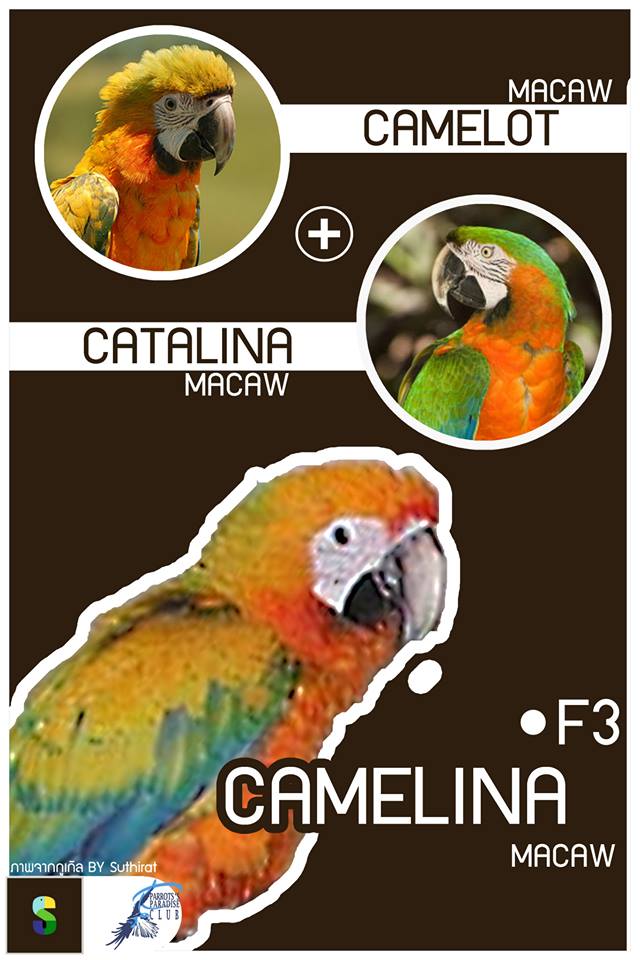 Camelot Macaw + Catalina Macaw = Camelina Macaw (F3)