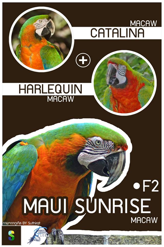 Catalina Macaw + Harilequin Macaw = Maui Sunrise Macaw (F2)