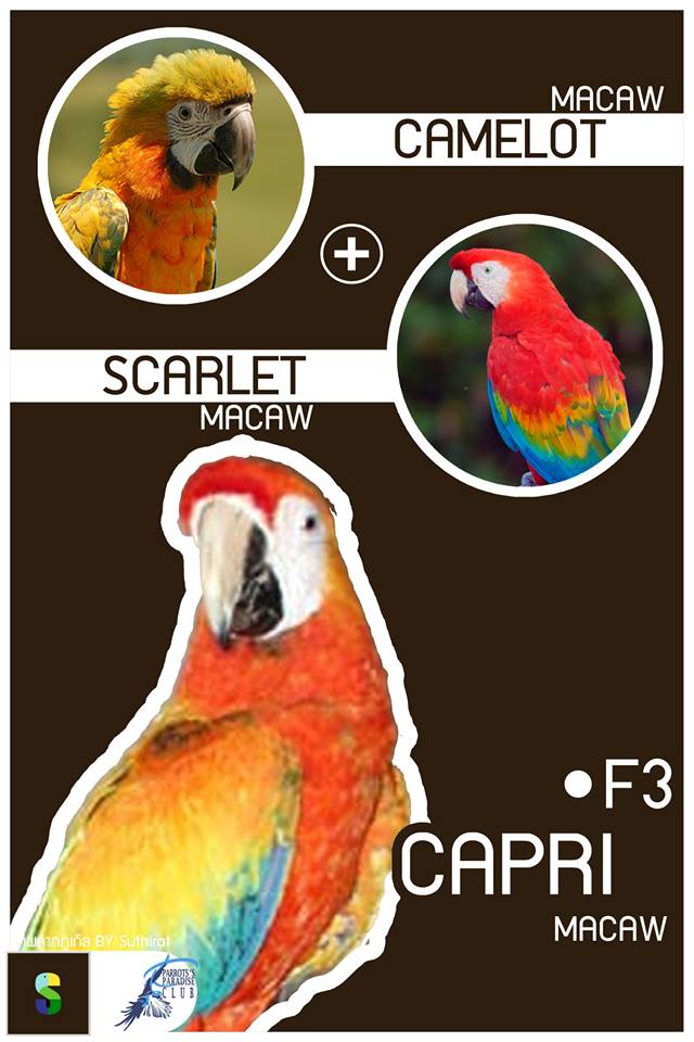 Camelot Macaw + Scarlet Macaw = Capri Macaw (F3)