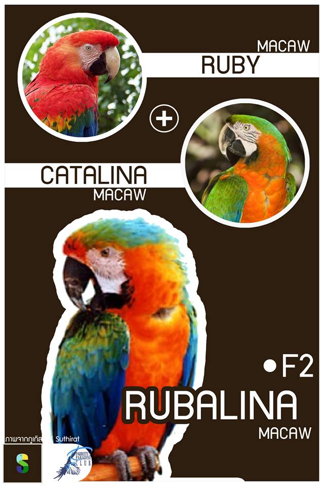 Ruby Macaw + Catalina Macaw = Rubalina Macaw (F2)