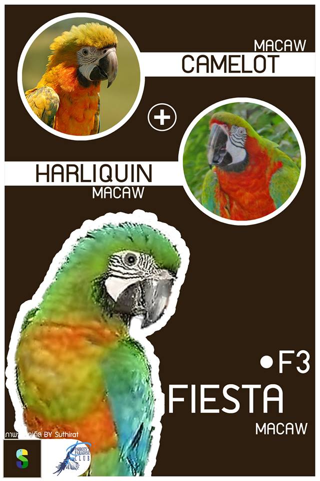 Camelot Macaw + Harliquin Macaw = Fiesta Macaw (F3)