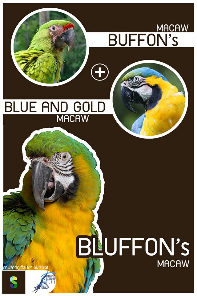 Buffon's Macaw + Blue And Gold Macaw = Bluffon's Macaw