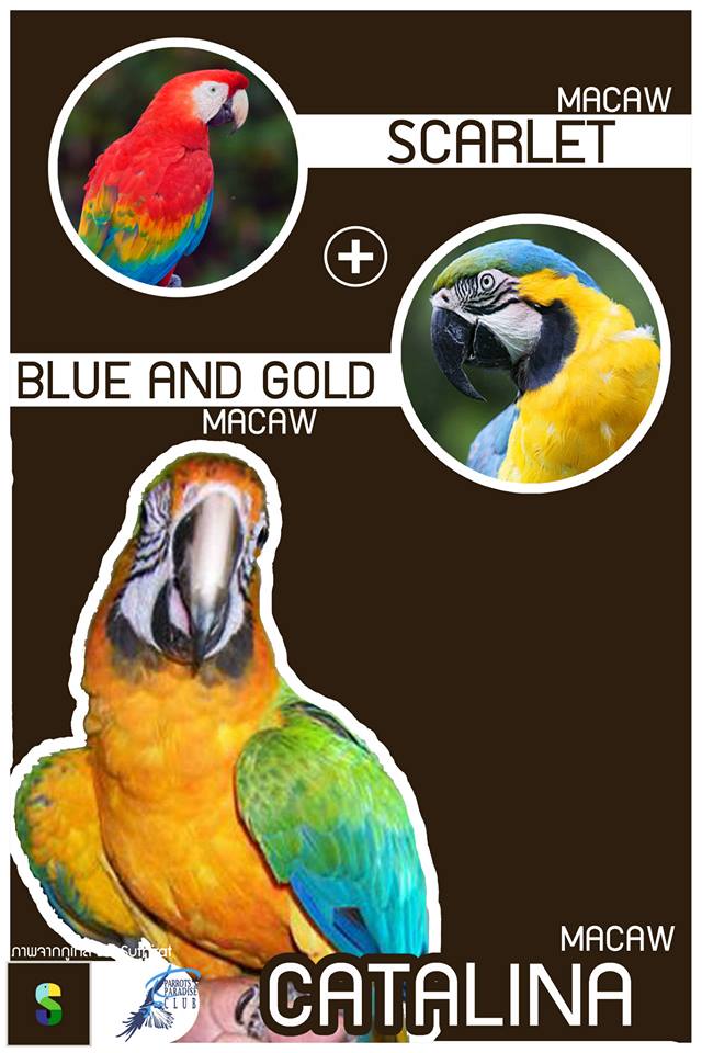 Scarlet Macaw + Blue And Gold Macaw = Catalina Macaw