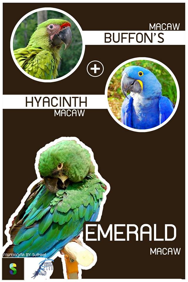 Buffon's Macaw + Hyacinth Macaw = Emeral Macaw