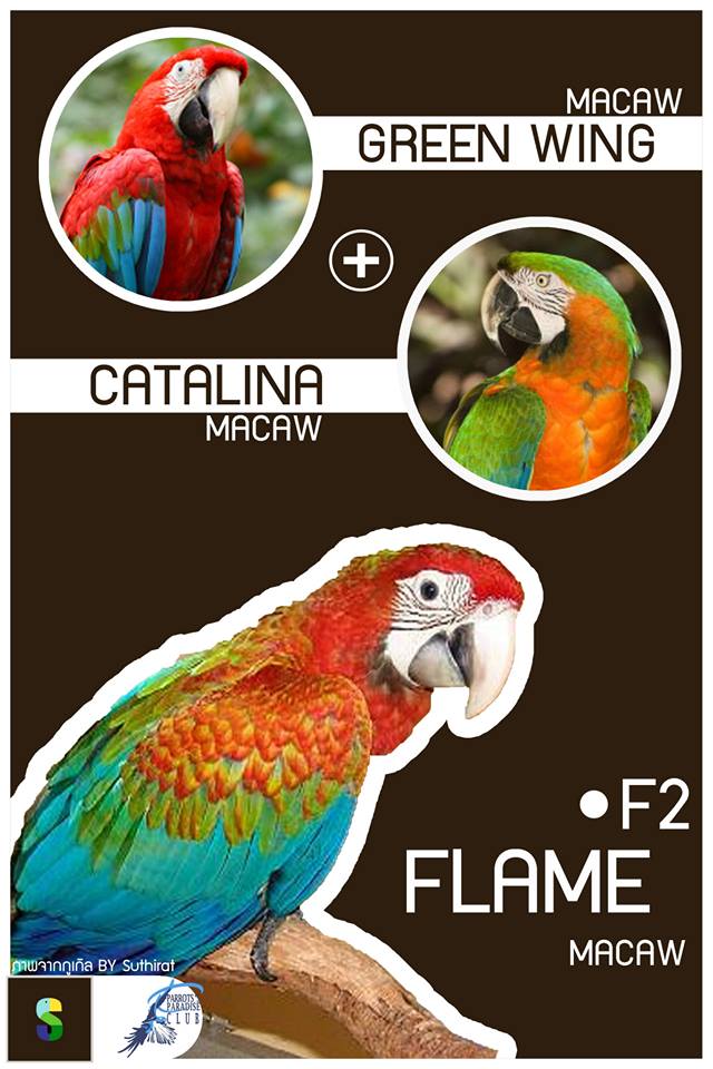 Greenwing Macaw + Catalina Macaw = Flame Macaw (F2)