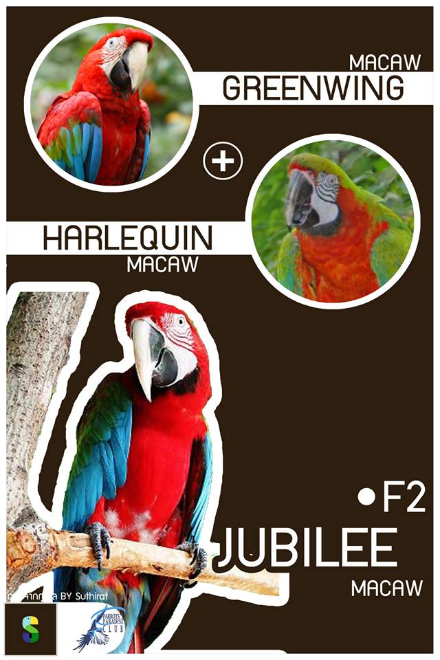 Greenwing Macaw + Harlequin Macaw = Jubilee Macaw