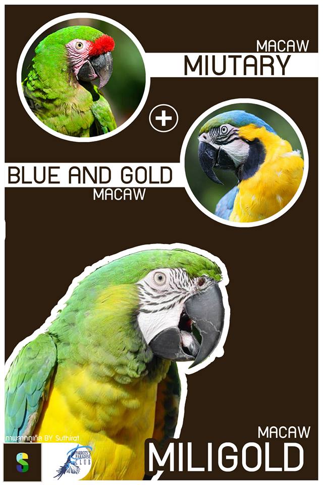 Miutary Macaw + Blue And Gold = Miligold Macaw