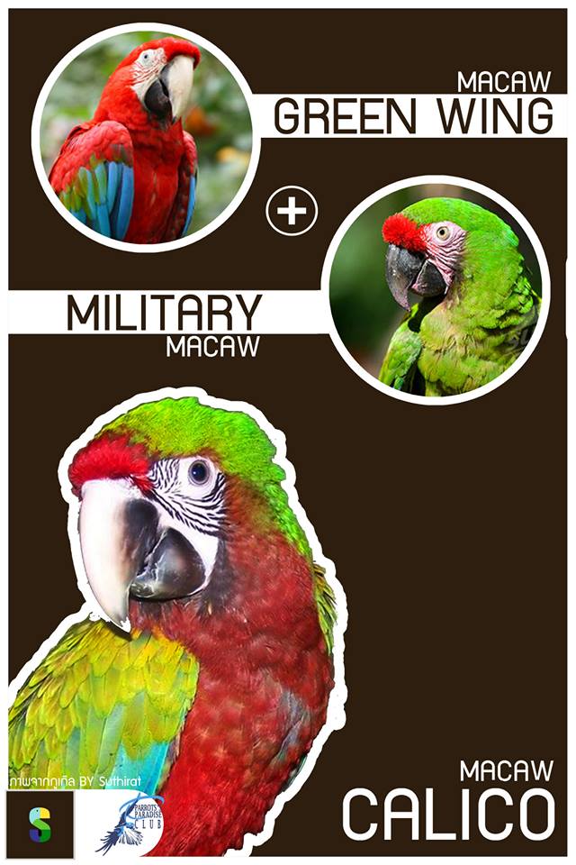 Green Wing Macaw + Military Macaw = Calico Macaw