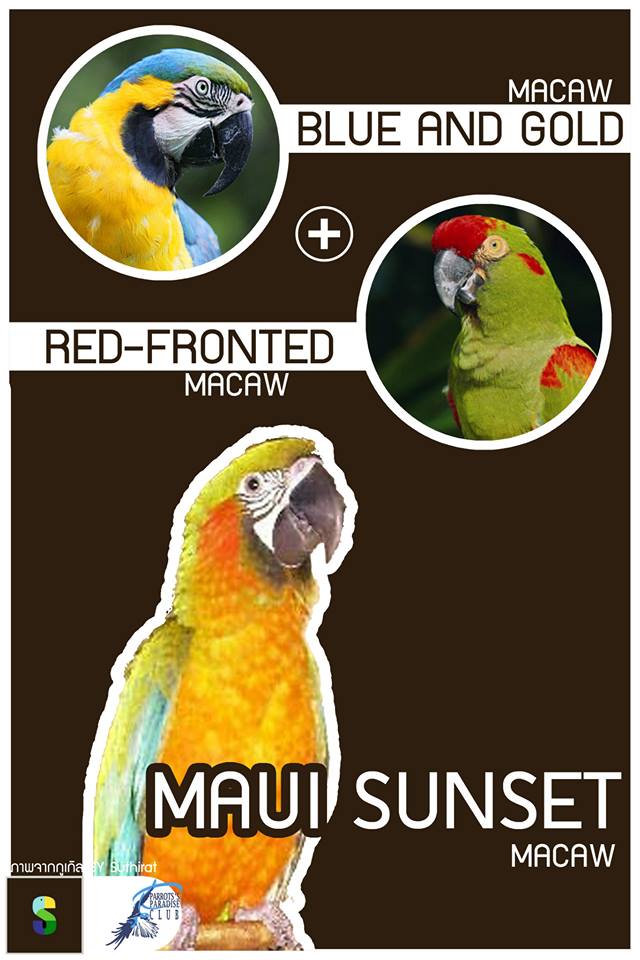 Blue And Gold Macaw + Red-Fronted Macaw = Maui Sunset Macaw