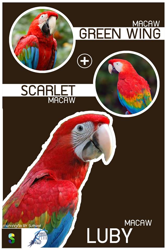 Greenwing Macaw + Scarlet Macaw = Luby Macaw