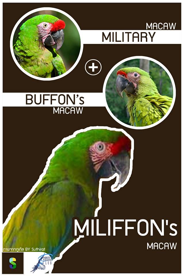 Military Macaw + Buffon's Macaw = Milifon's Macaw