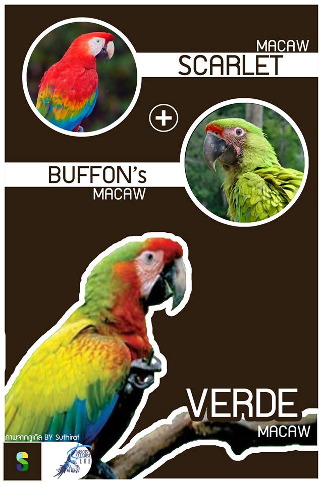 Scarlet Macaw + Buffon's Macaw = Verde Macaw