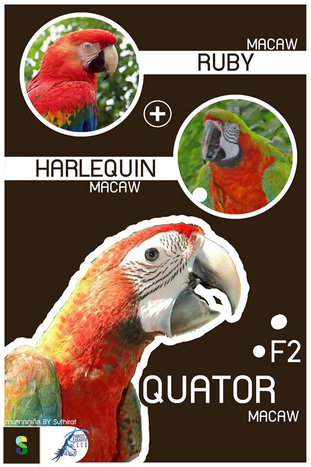 1. Ruby Macaw + Harlequin Macaw = Quator Macaw (F2)