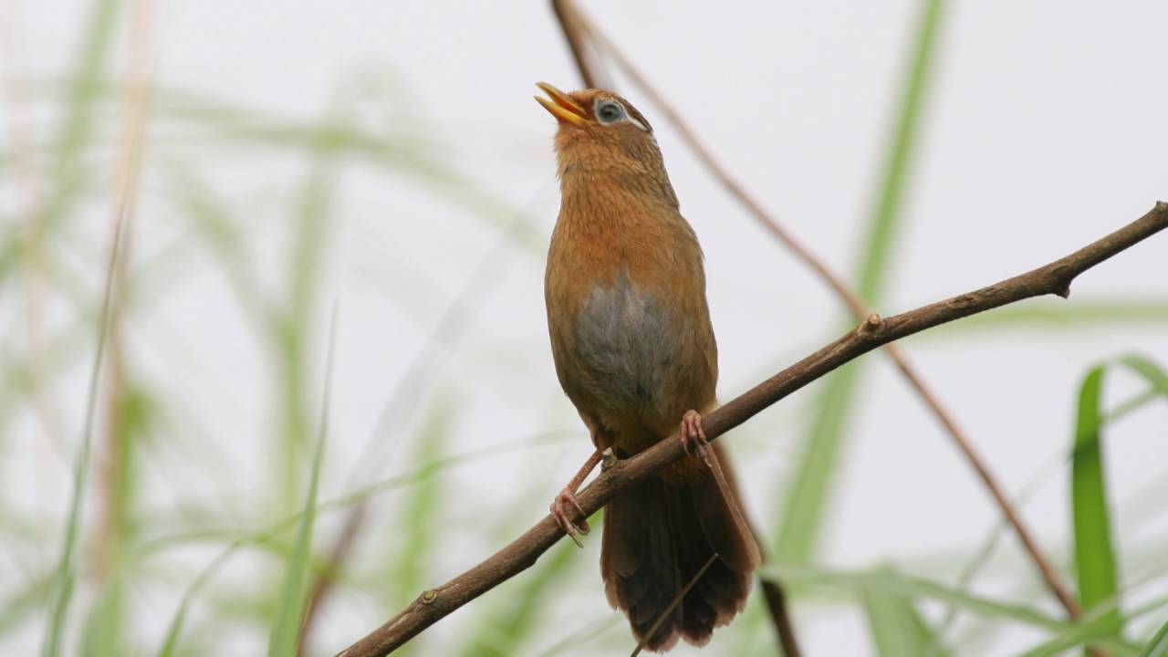 mua bán chim hoạ mi