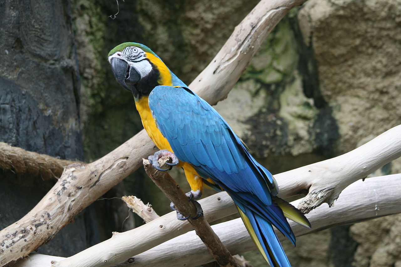 Blue and Gold Macaw