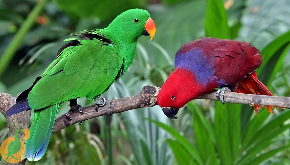 Eclectus