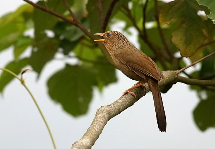 Chim họa mi hót nhiều