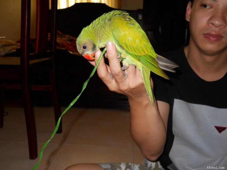 GIẢI QUYẾT VẤN ĐỀ VẸT “CẮN”