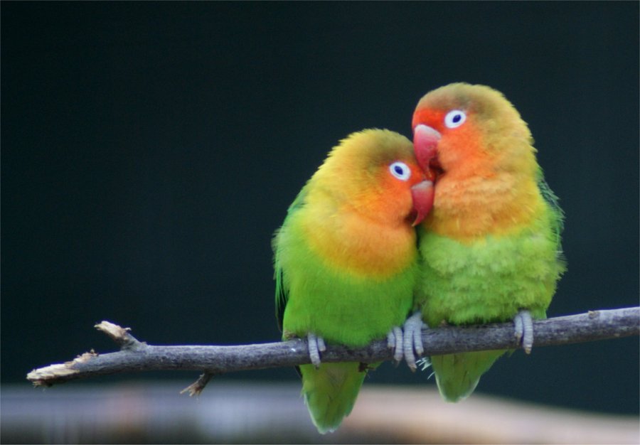 Love-Birds