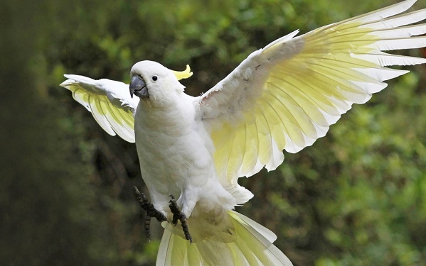 Sulphur-crested Cockatoo