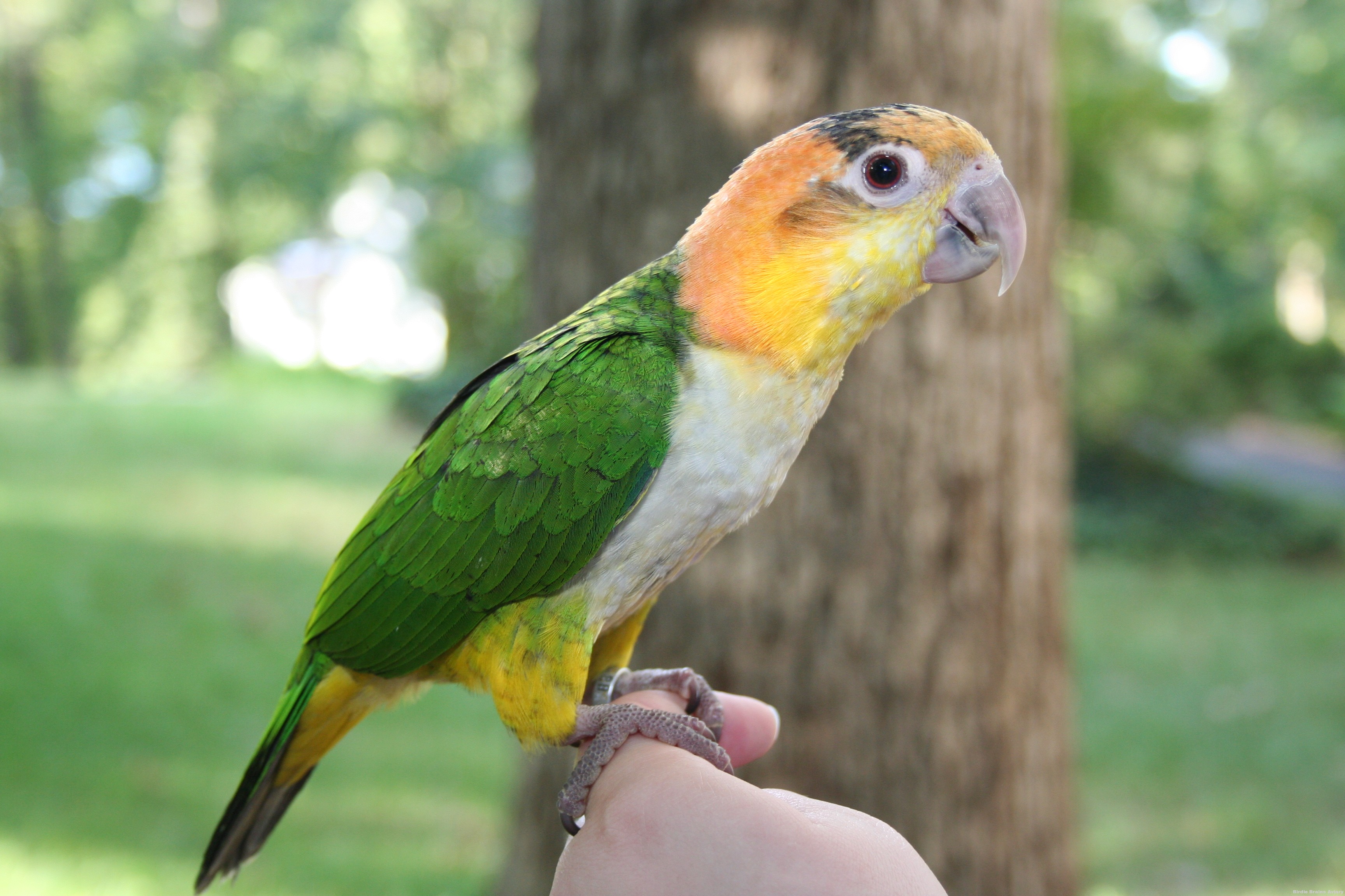 caique