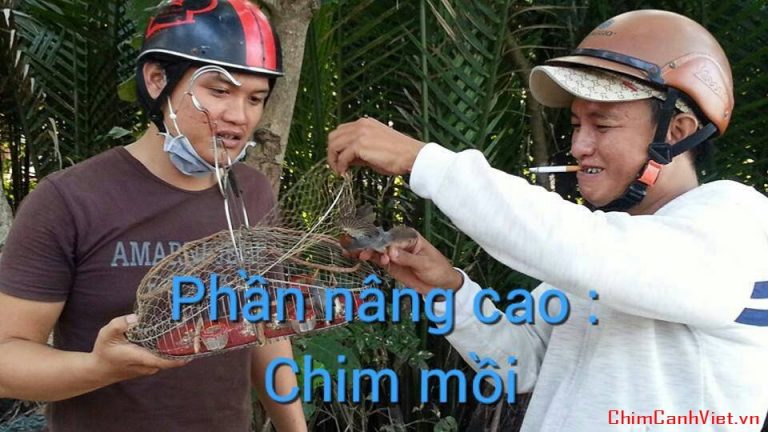 Hướng dẫn cách dợt lụ với chim bổi để chim thành mồi cứng