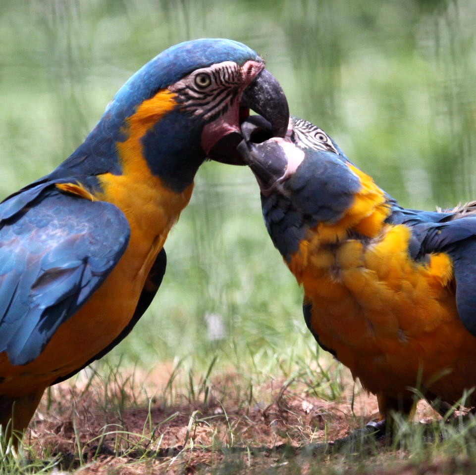 macaw_bluethroated4