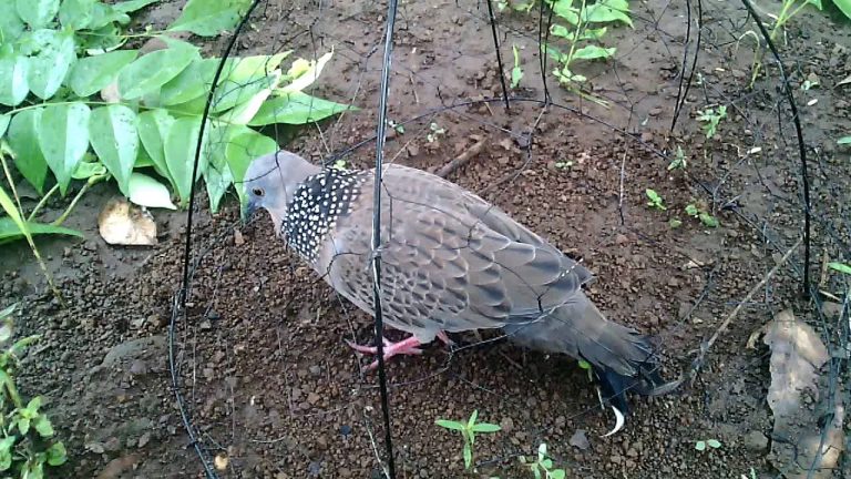 Huấn luyện mồi đất cột dây đánh trần.