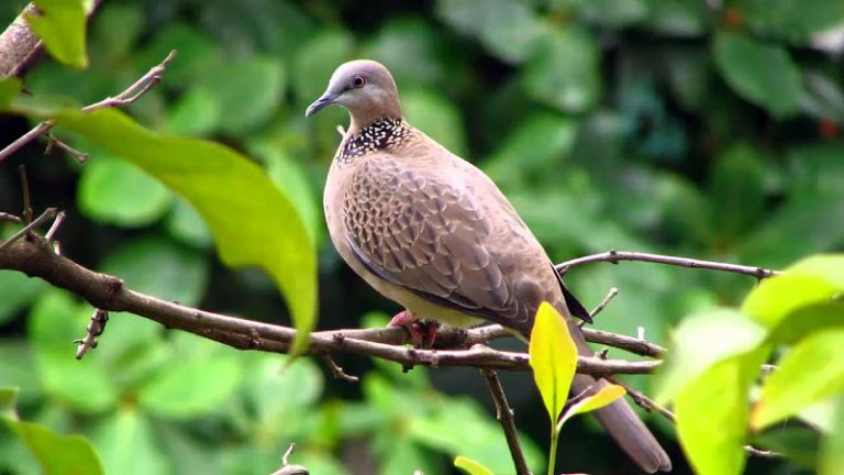 Cách chọn chim cu gáy hay theo từ chuyên môn của người miền trung! ( từ Thừa Thiên Huế – Phú Yên)