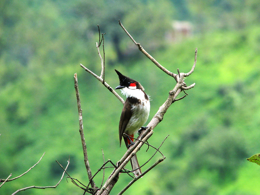 chim chào mào