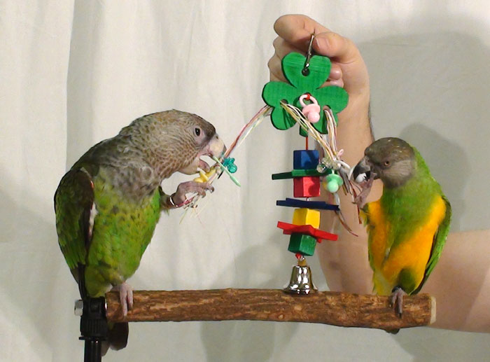 Kết quả hình ảnh cho parrot play toy