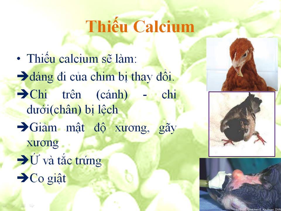 thieu cacilium