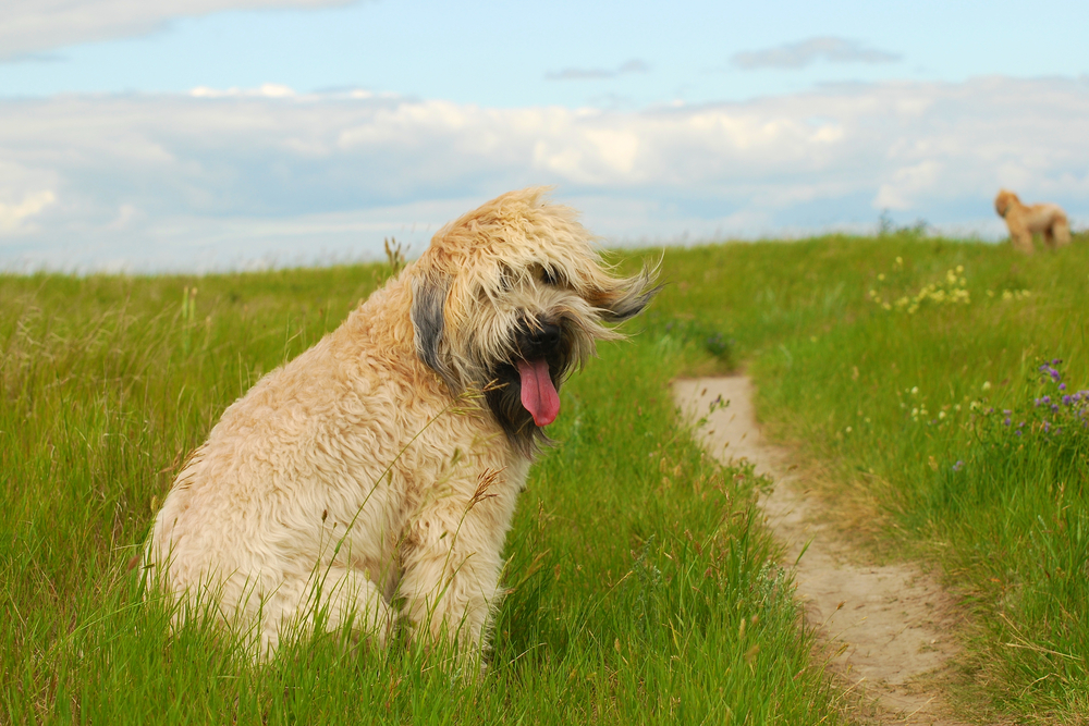 Đánh giá chó Soft Coated Wheaten Terrier