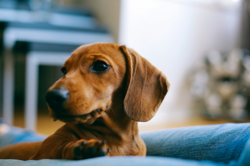 Dachshund