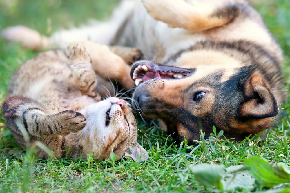 10 mẹo chăm sóc thú cưng có trách nhiệm