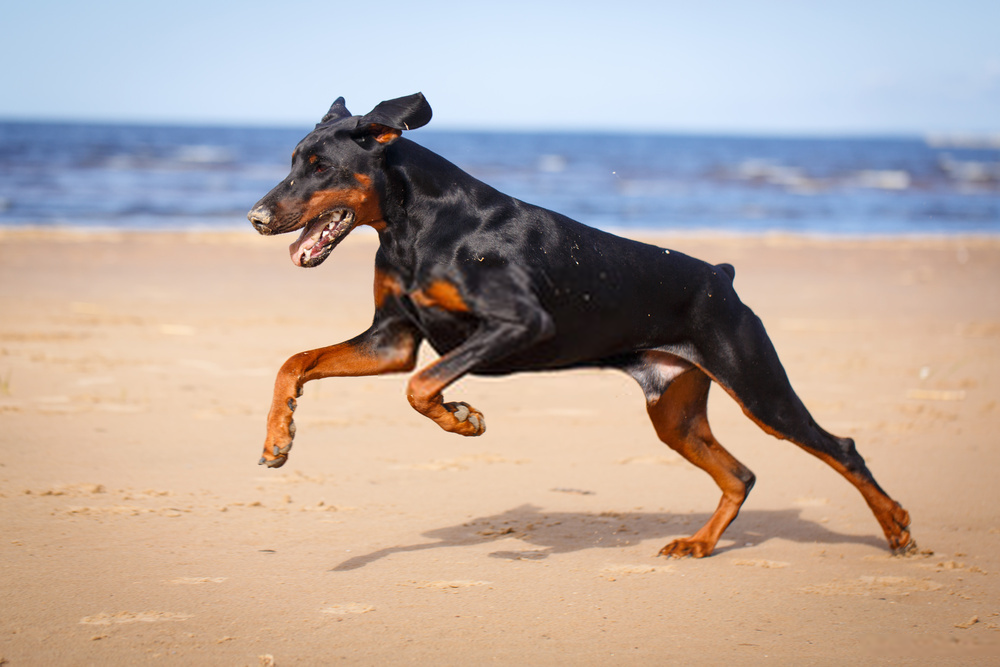 Đánh giá chó Doberman Pinscher