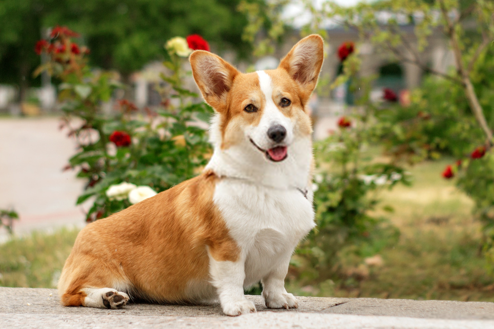 [Review Dogs] Đánh giá chó Pembroke Welsh Corgi