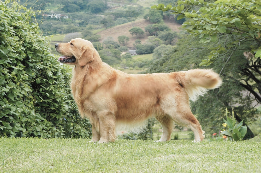 Golden Retriever