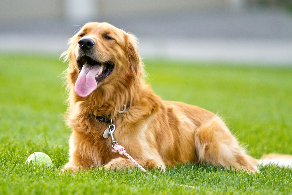 Golden Retriever