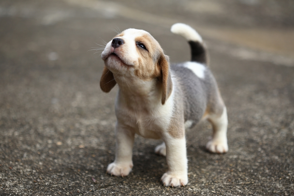 Beagle