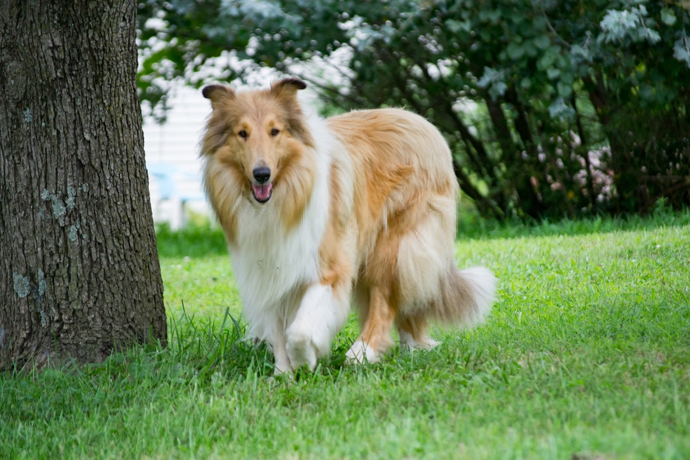 Rough Collie