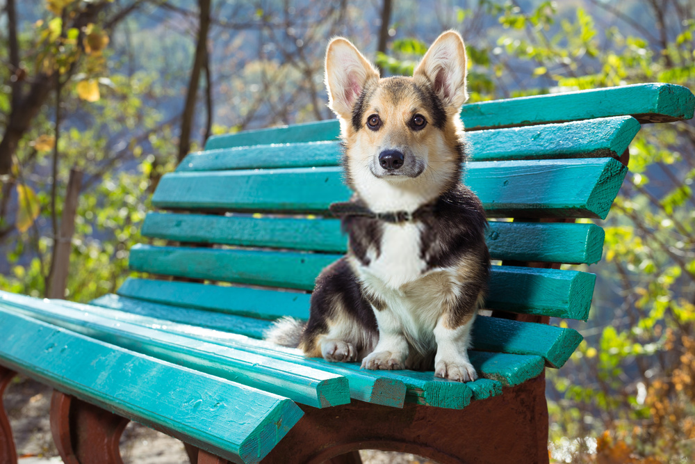 [Review Dogs] Đánh giá chó Pembroke Welsh Corgi