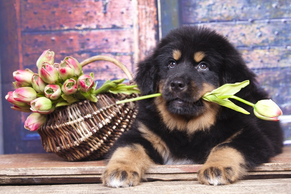 Hình ảnh chó tây trạng dễ thương nhất Tibetan Mastiff