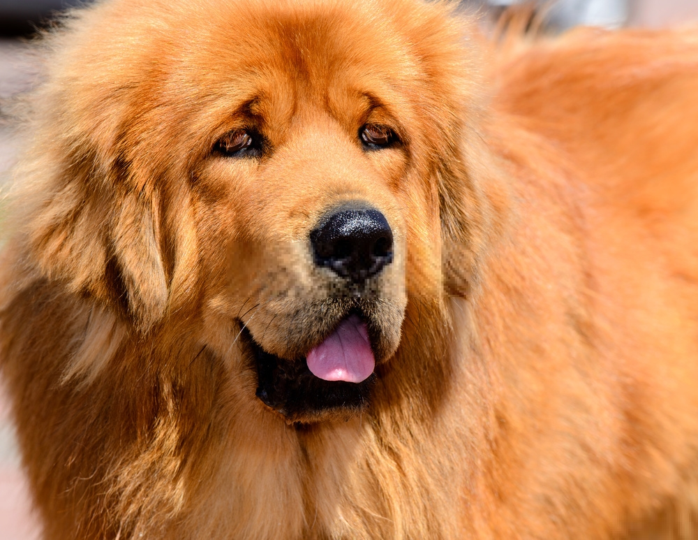 Chó ngao tây tạng - Tibetan Mastiff