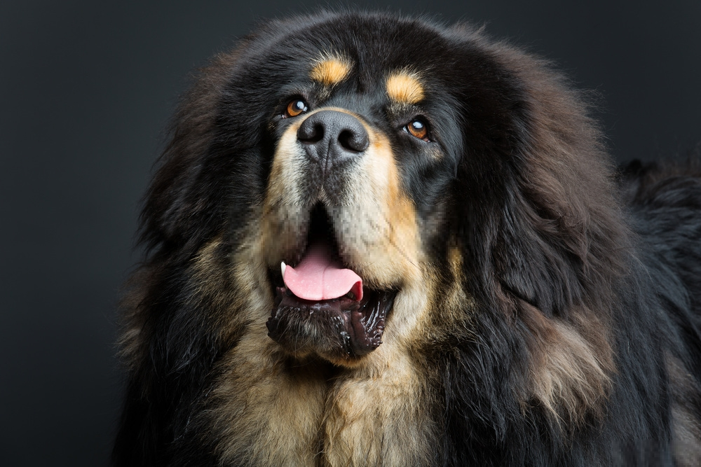 Chó ngao tây tạng - Tibetan Mastiff