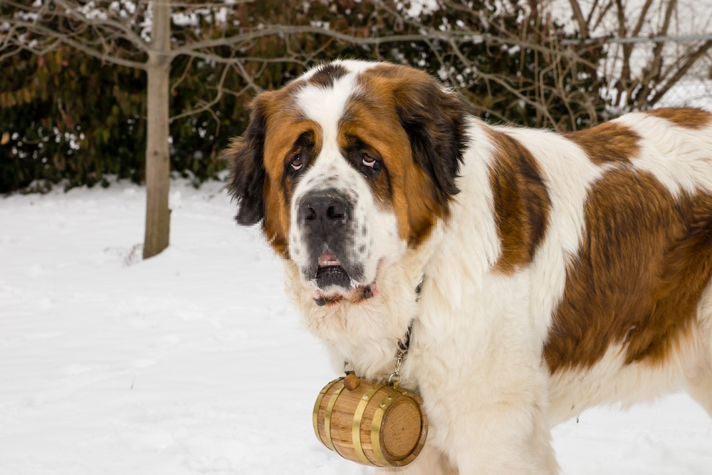 Giống chó Saint Bernard